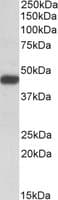 IHC-plus™ Polyclonal Goat anti-Human SDF4 Antibody (aa161-175, IHC, WB)