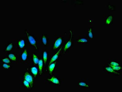 COPS7A Antibody (aa1-275)