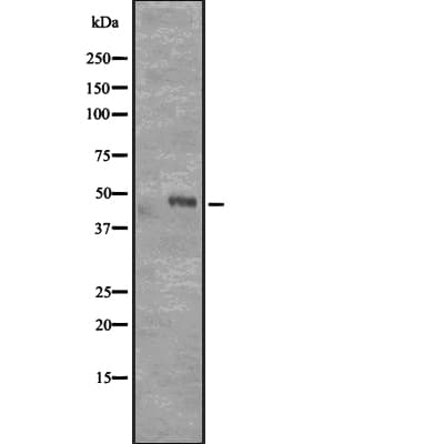 CD177 Antibody