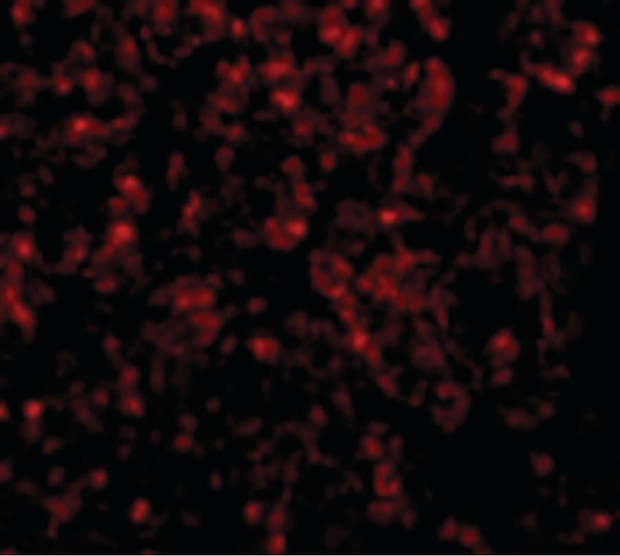 IHC-plus™ GOLPH3 Antibody