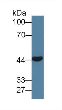 SCGF Antibody (aa22-323, PE)