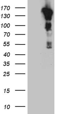 CASKIN2 Antibody (aa147-552, clone OTI7C5)