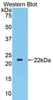 TLR3 Antibody (aa533-705)
