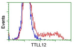 KIAA0153 / TTLL12 Antibody (clone OTI1D3)
