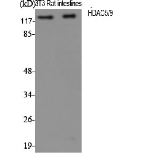 Histone Deacetylase HDAC5 / HDAC9 Antibody (200-280 aa)