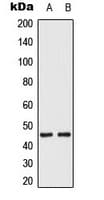 MEK1 + MEK2 Antibody (phospho-Ser222/Ser226)