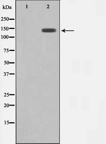 MAP4K4 Antibody