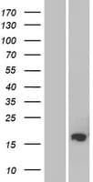 FAM162B Protein (Over-Expression Lysate Myc-DDK (Flag))