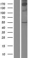 CSAD / CSD Protein (Over-Expression Lysate Myc-DDK (Flag))