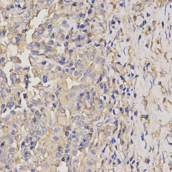 AXIN2 / Axin 2 Antibody