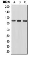 Polyclonal Rabbit anti-Human RGL1 / RGL Antibody (Internal, WB)
