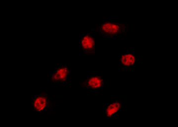 NXF3 Antibody