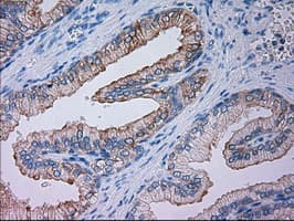 GSC / Goosecoid Antibody (aa107-257, clone OTI1D7, Carrier-free)
