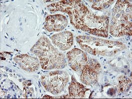 JCHAIN / Ig J Chain Antibody (clone OTI3F8, Carrier-free)