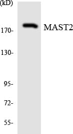 Polyclonal Rabbit anti-Human MAST205 / MAST2 Antibody (aa1154-1203, WB)
