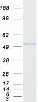 Human ANXA7 / Annexin VII / SNX Protein (Recombinant Myc-DDK (Flag))