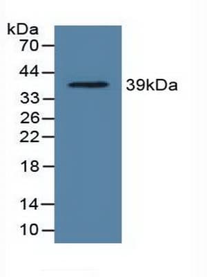 LDHC / Lactate Dehydrogenase C Antibody (aa1-332)
