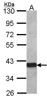 OMG / OMGP Antibody (aa249-341)