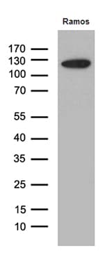 Monoclonal Mouse anti-Human KDM3A / JMJD1A Antibody (clone OTI9F6, aa850-1321, WB)