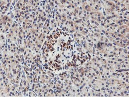 NMT2 Antibody (clone OTI1G3)