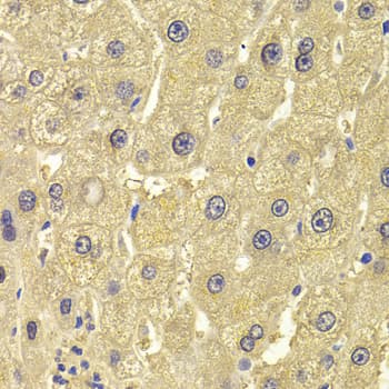 ALDH1L1 Antibody