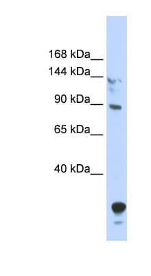 TULP4 Antibody (N-Terminus)