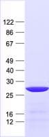 Human MRPS26 Protein (Recombinant His, N-Terminal)