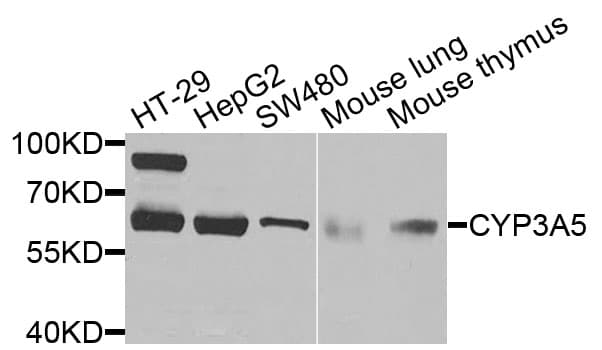 CYP3A5 Antibody