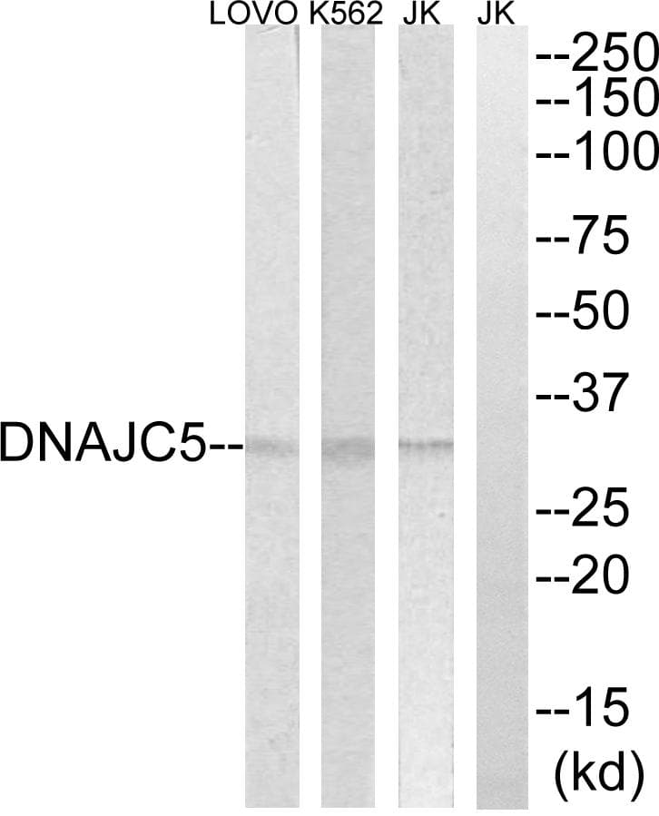 DNAJC5 / CSP Antibody