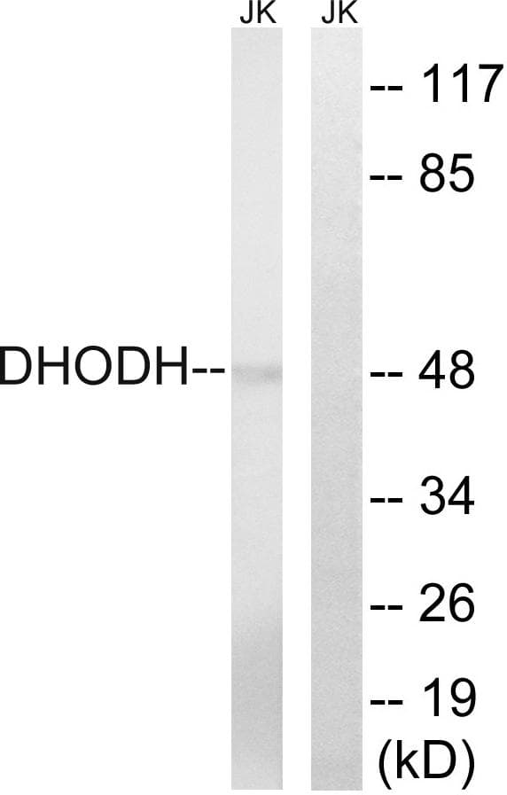 DHODH Antibody