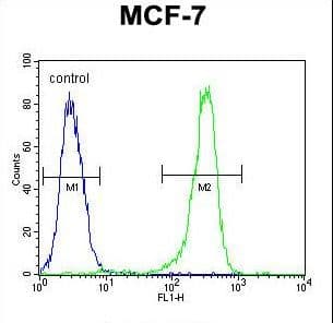 CMC2 / C16orf61 Antibody (aa1-30)