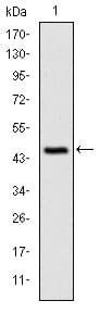 IHC-plus™ c-CBL Antibody (clone 3B12)