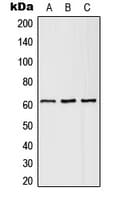 Polyclonal Rabbit anti-Human SLC43A1 Antibody (Internal, IF, WB)
