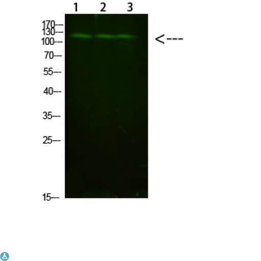 FIG4 Antibody