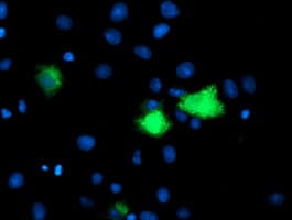 Monoclonal Mouse anti-Human CPA1 / Carboxypeptidase A Antibody (clone OTI1C12, IF, WB)
