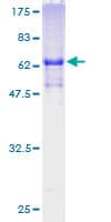 Human FOXR2 Protein (Recombinant GST)