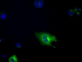 PDE4A / PDE4 Antibody (clone OTI5C6)