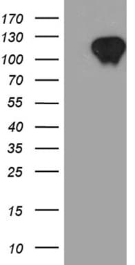 ZBTB17 / MIZ-1 Antibody (aa112-457, clone OTI7D8)