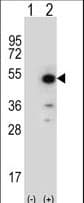 PPID / Cyclophilin D Antibody (aa85-115)