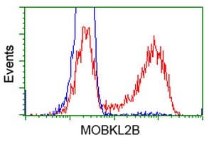 Monoclonal Mouse anti-Human MOBKL2B / MOB3B Antibody (clone OTI6E3, IF, WB)