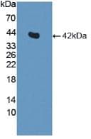 Insulin Antibody (Cy3)