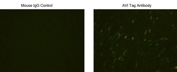 AVI Tag Antibody (clone 1D11D10)
