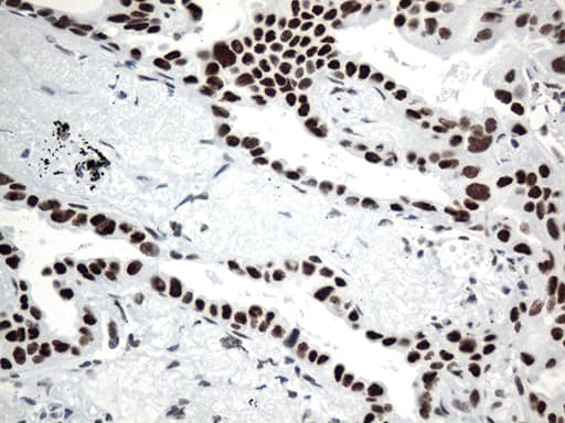 GTF3C4 Antibody (aa583-822, clone OTI3D4)