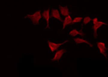 ETK / BMX Antibody