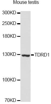 Polyclonal Rabbit anti-Human TDRD1 Antibody (WB)