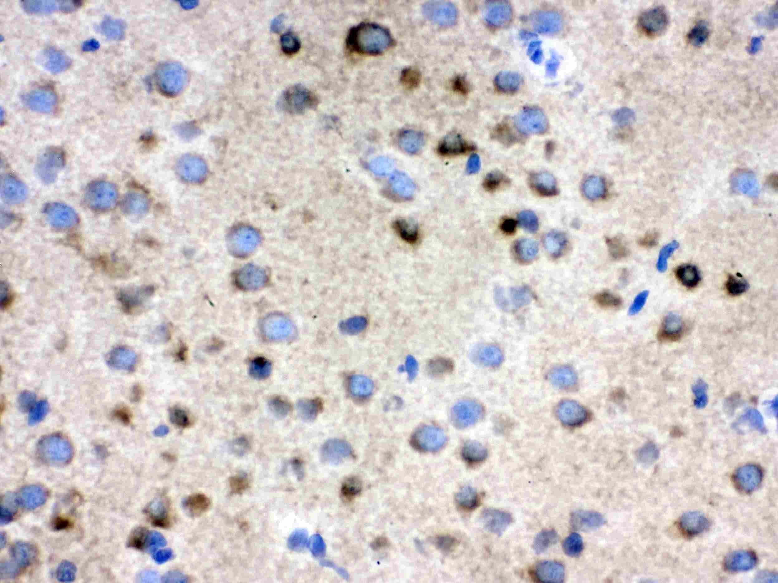 CCT4 / SRB Antibody