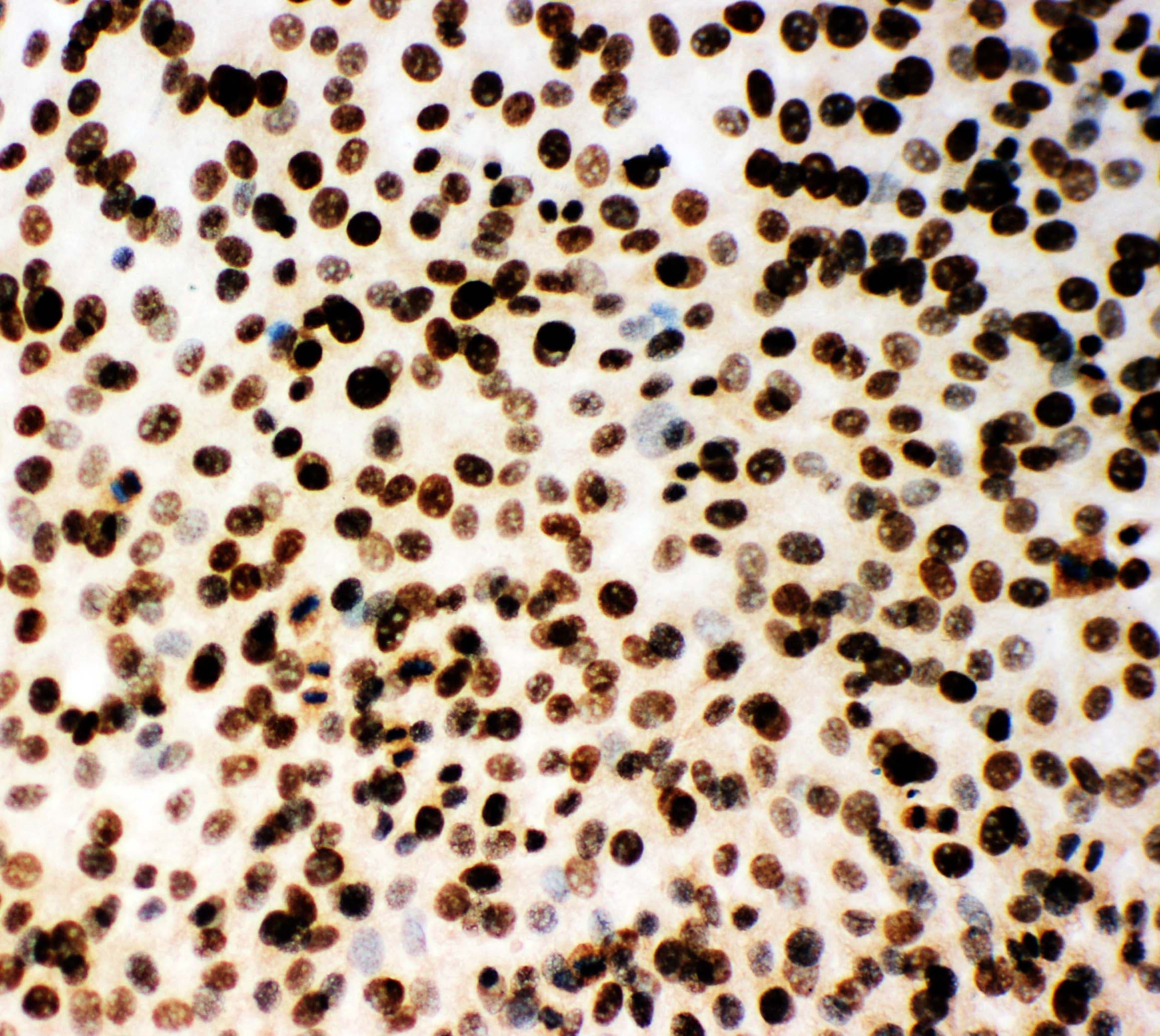 MCM2 Antibody (aa884-904)