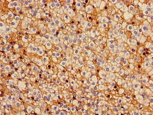 GJA5 / CX40 / Connexin 40 Antibody