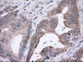 Basigin / Emmprin / CD147 Antibody (clone OTI4D3)