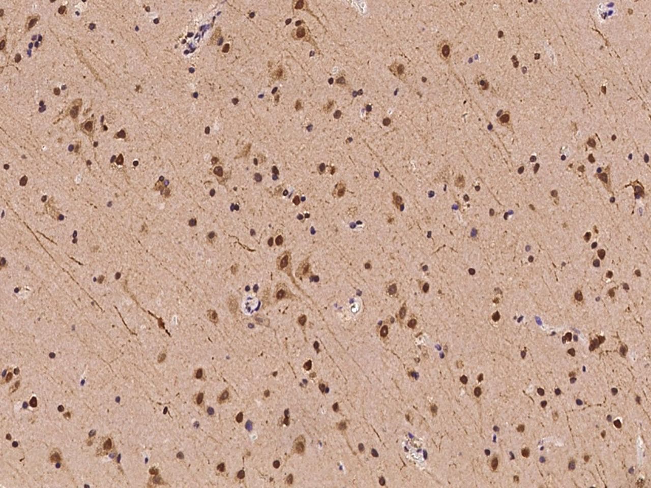 USP5 Antibody